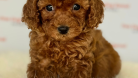 Muhteşem Toy Poodle ve Minyatüre  Yavrular